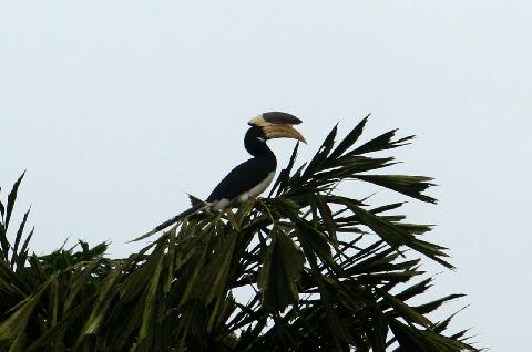 Birds in Goa - Download Goa Photos
